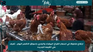 ارتفاع ملحوظ في أسعار الفراخ البيضاء والبلدي بأسواق الأقصر اليوم.. تعرف على القيمة الجديدة